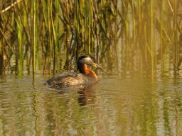 czarna_170522_06