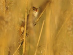 czarna_170522_09