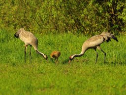 czarna_170523_19